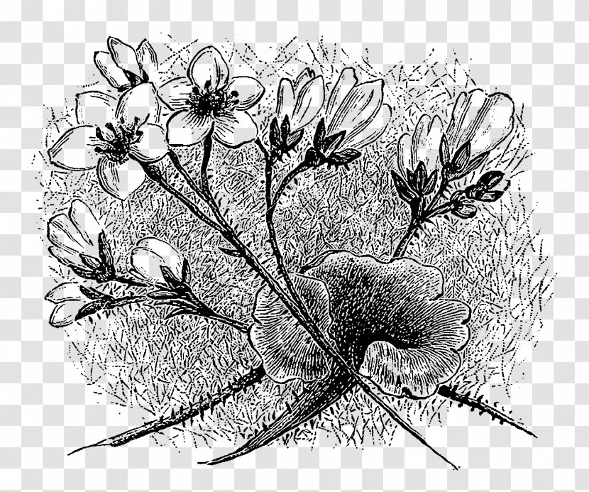 Drawing Insect Art - Botanical Flowers Transparent PNG