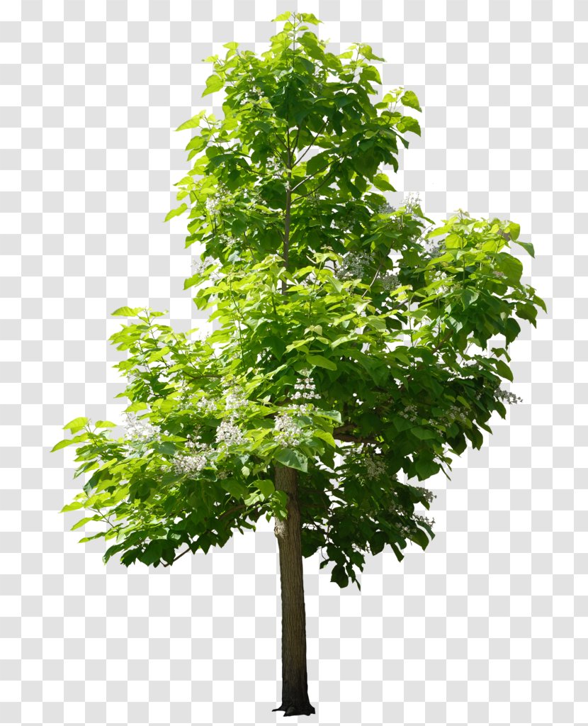 Trees For Small Gardens Sweetgum Nursery - Plant Stem - Tree Transparent PNG