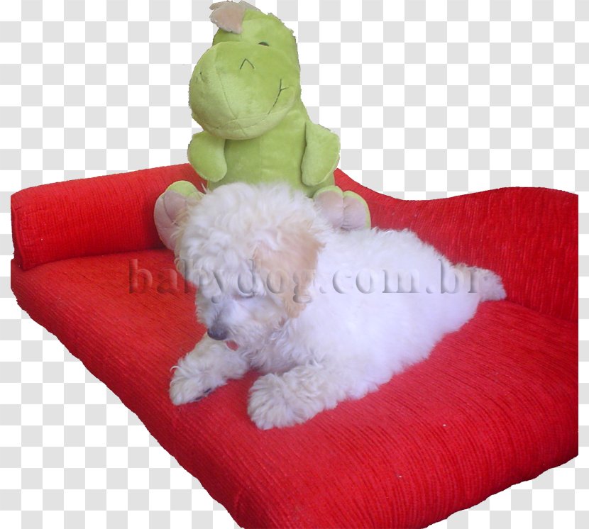 Toy Poodle Maltese Dog Miniature Pinscher Medium Transparent PNG