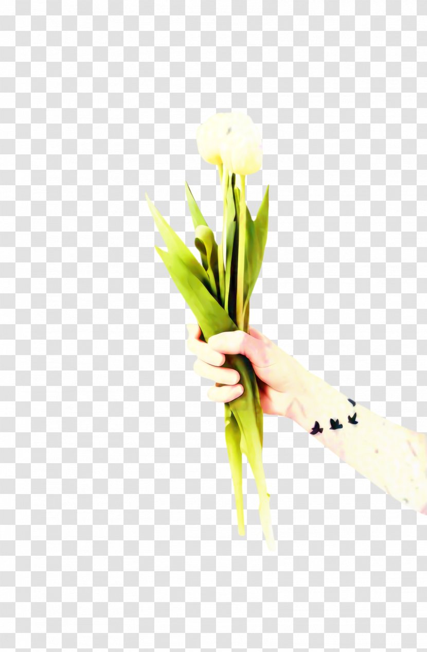 Flowers Background - Blossom - Bouquet Amaryllis Belladonna Transparent PNG