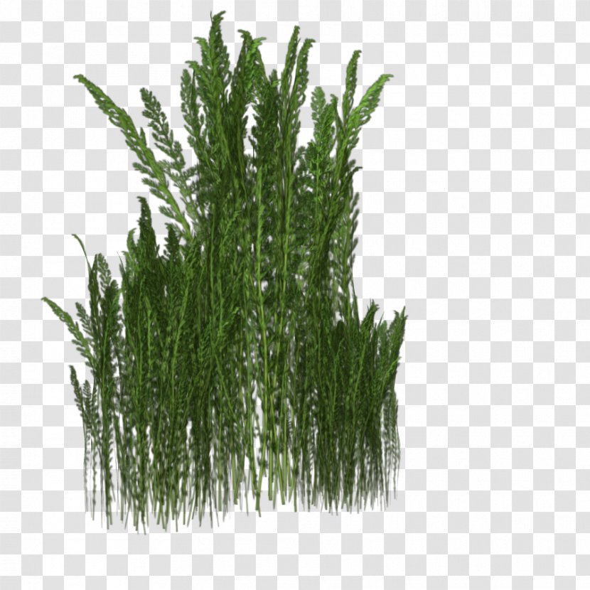 Download Plant - Evergreen - Grass Transparent PNG