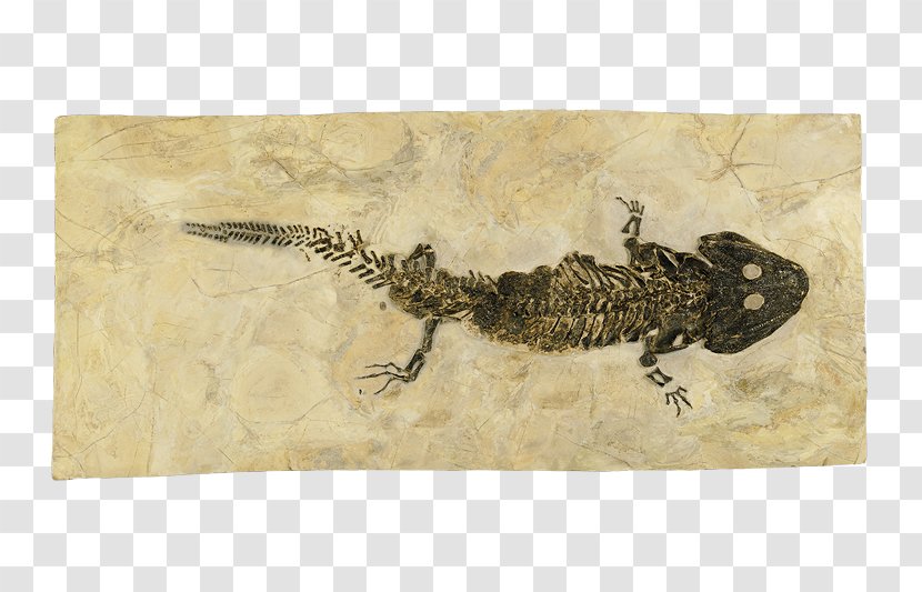 Aathal Dinosaur Museum Fauna - Lurch Transparent PNG