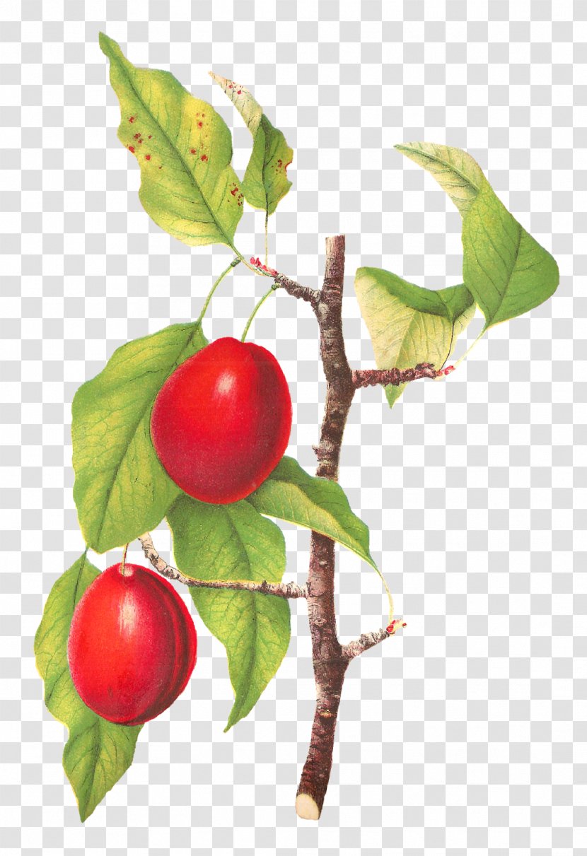 Plum Fruit Tree Food - Twig Transparent PNG