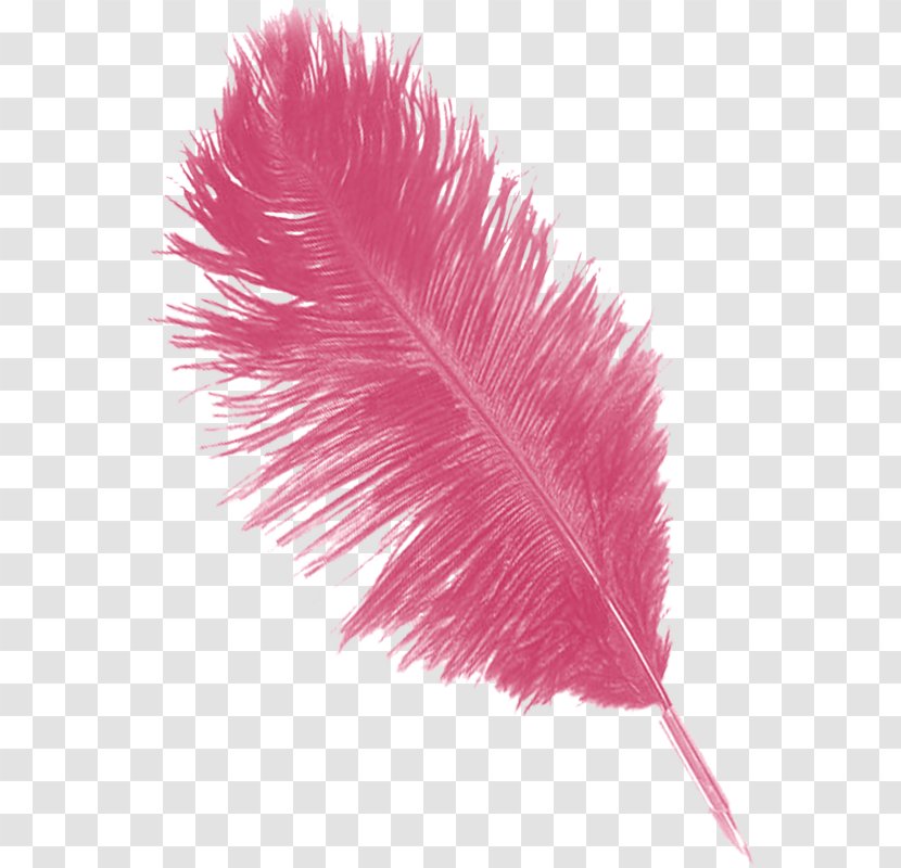 Feather Image Pens Rose Drawing Transparent PNG
