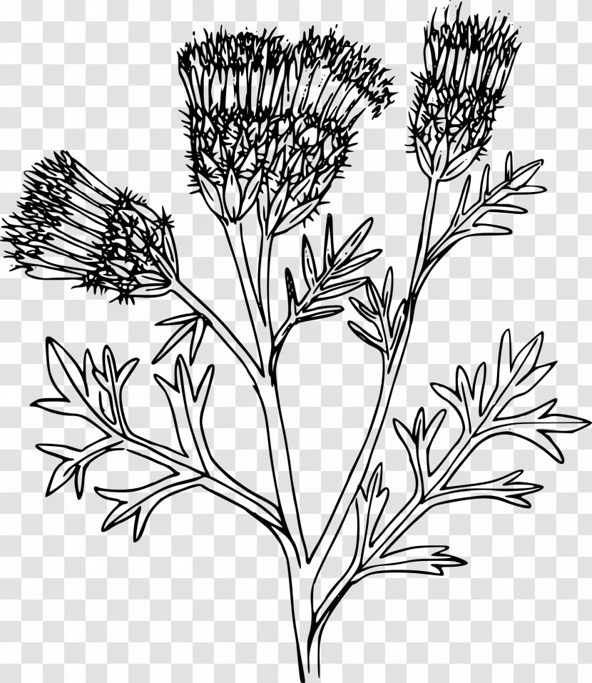 Clip Art - Centaurea Diffusa - Plant Transparent PNG