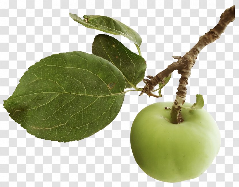 Apple Computer Software Clip Art - Food - Leaves Transparent PNG