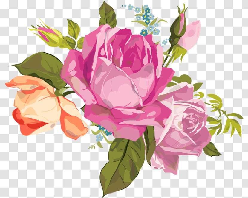 Garden Roses Flower Cabbage Rose - Flowering Plant Transparent PNG