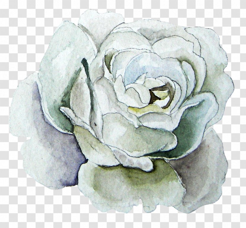 Watercolor Painting Garden Roses Beach Rose - White Transparent PNG
