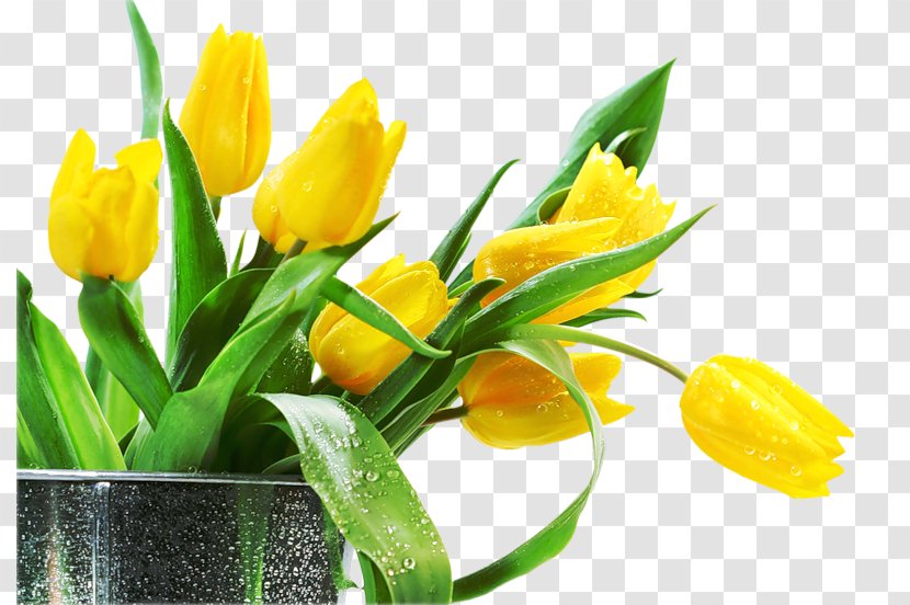Desktop Wallpaper Tulip Flower High-definition Television - Stock Photography Transparent PNG