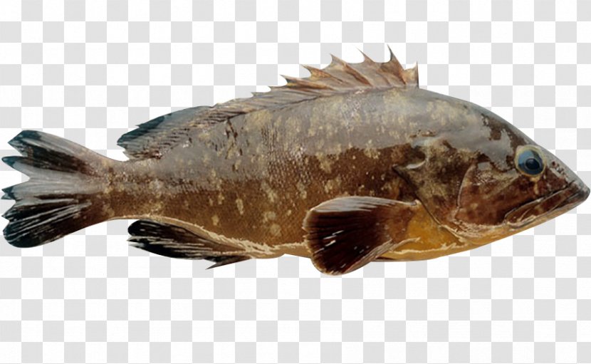 Nan'ao County Grouper Seafood Fish - Cod - Dutch Floral Transparent PNG