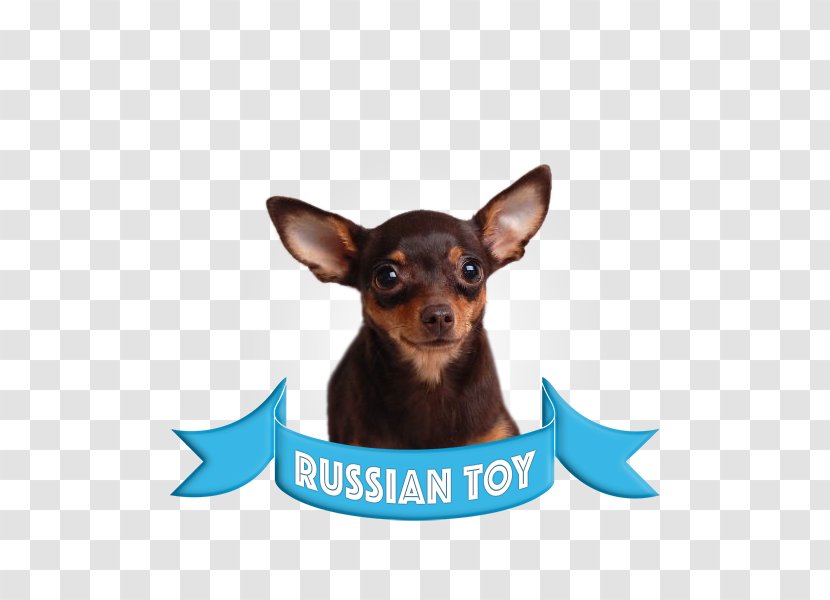 Miniature Pinscher Russkiy Toy English Terrier Puppy German - Carnivoran Transparent PNG