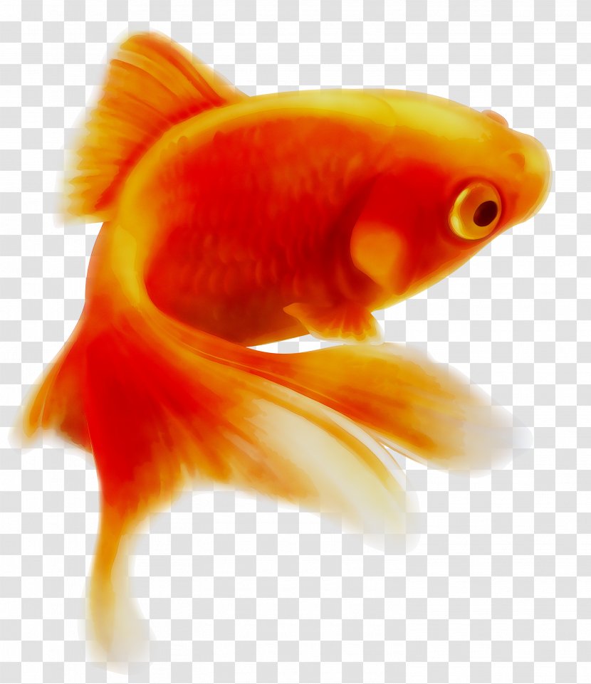 Common Goldfish Carp Illustration - Marine Biology Transparent PNG