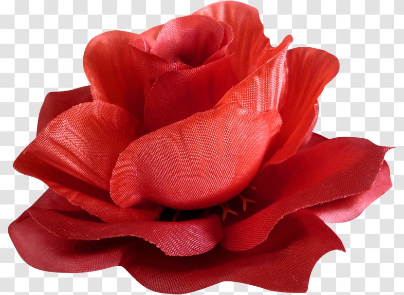 Still Life: Pink Roses Flowers Clip Art - Flower - Rose Transparent PNG