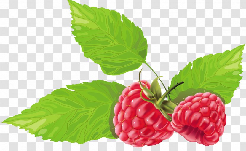 Raspberry Fruit Strawberry - Strawberries - Splash Transparent PNG