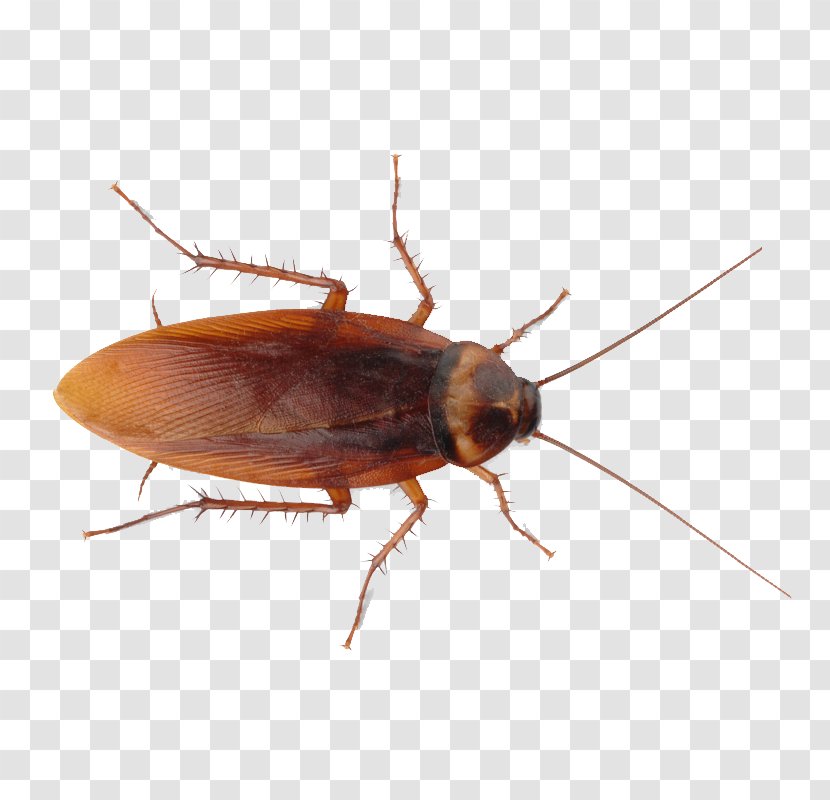 Insect Cockroach Pest Control Ant - Organism - Roach Transparent PNG