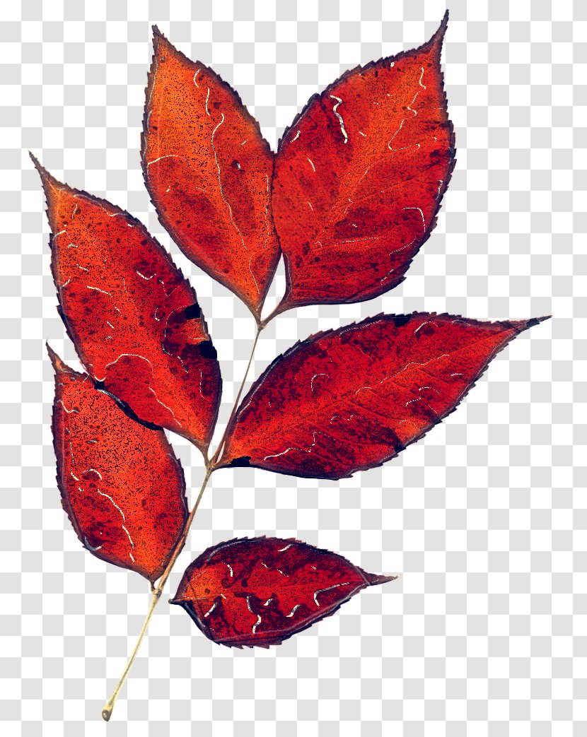 Leaf Tree Plant Red Flower - Flowering Deciduous Transparent PNG