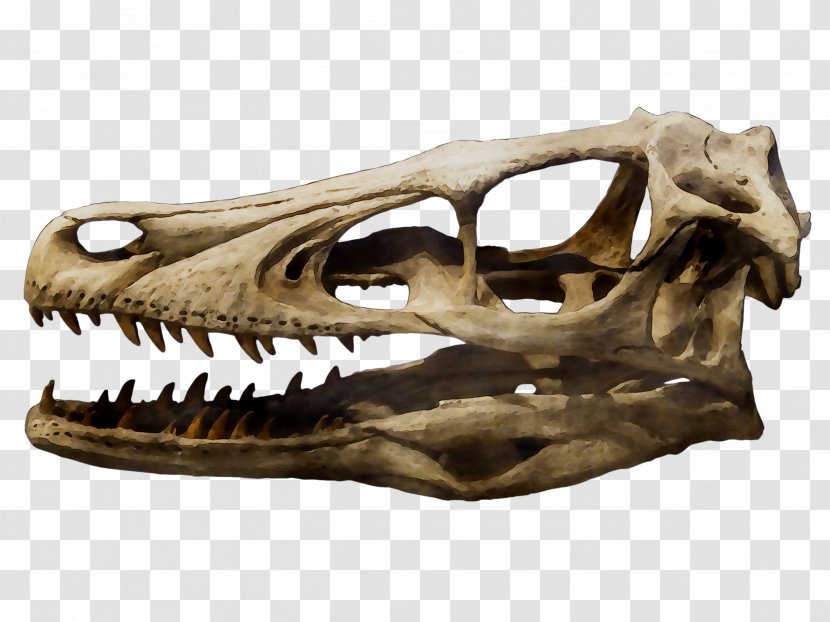 Velociraptor Achillobator Tyrannosaurus Skull Dinosaur - Centimeter Transparent PNG