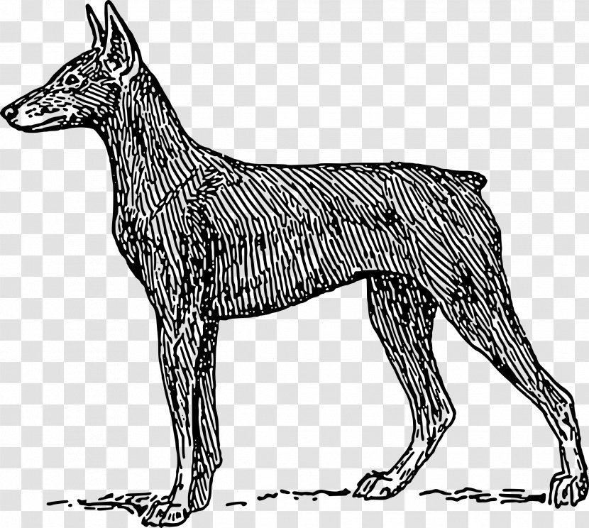 The Dobermann German Pinscher Miniature - Dog Like Mammal - Rottweiler Transparent PNG