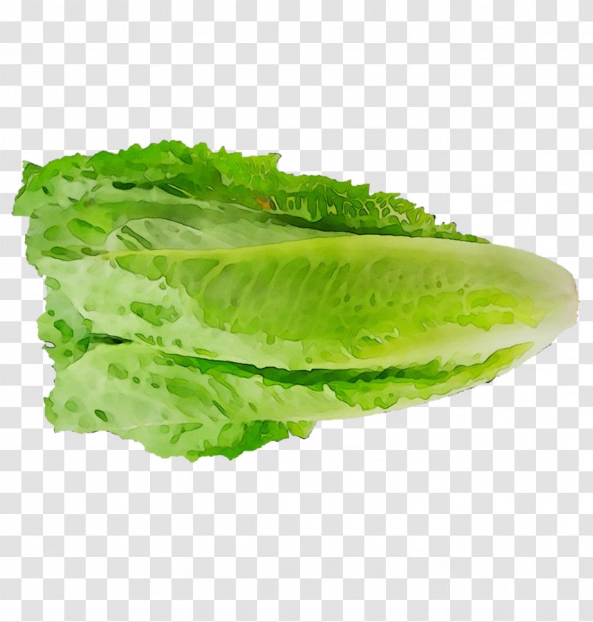 Romaine Lettuce Collard Greens Spring Transparent PNG