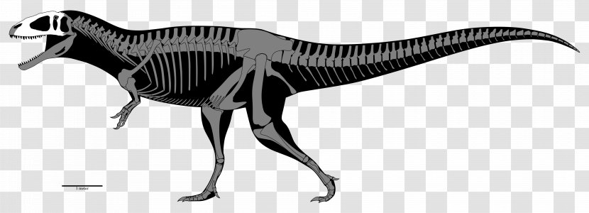 Carcharodontosaurus Tyrannosaurus Allosaurus Acrocanthosaurus Eocarcharia - Dinosaur Transparent PNG
