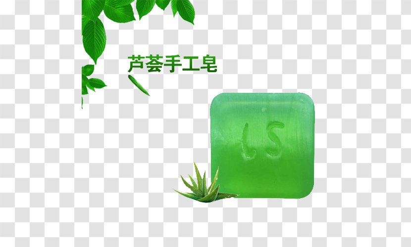 Aloe Vera Plant - Soap Transparent PNG