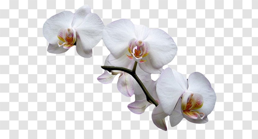 Moth Orchids Cut Flowers Plant Fruit Exotique - Dates Transparent PNG