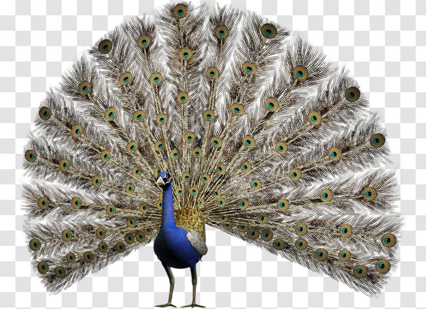 Pavo Stock Photography Asiatic Peafowl - Feather Transparent PNG