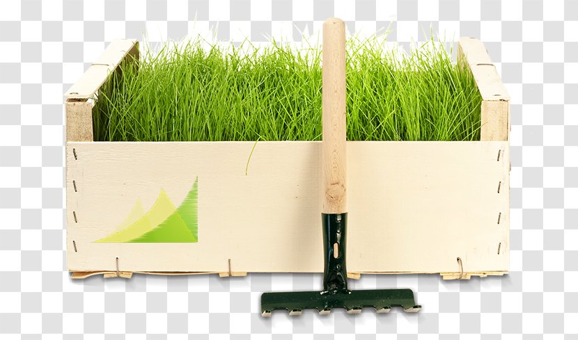 Ruda Śląska Garden Chorzów Lawn Landscape Maintenance - Grass Family - Boundary Fence Transparent PNG