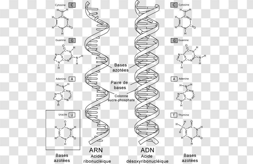 DNA And RNA Virus Biology - Adna - Clique Transparent PNG