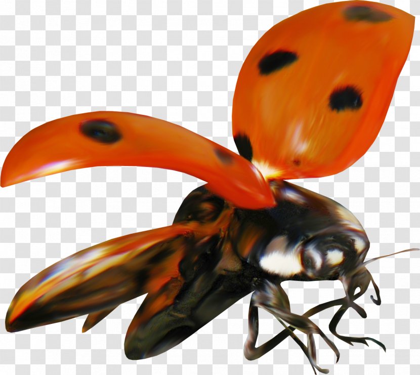 Ladybird Beetle Clip Art Image - Drawing Transparent PNG