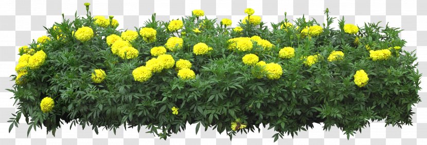 Flower Download - Chrysanths - Bushes Transparent PNG
