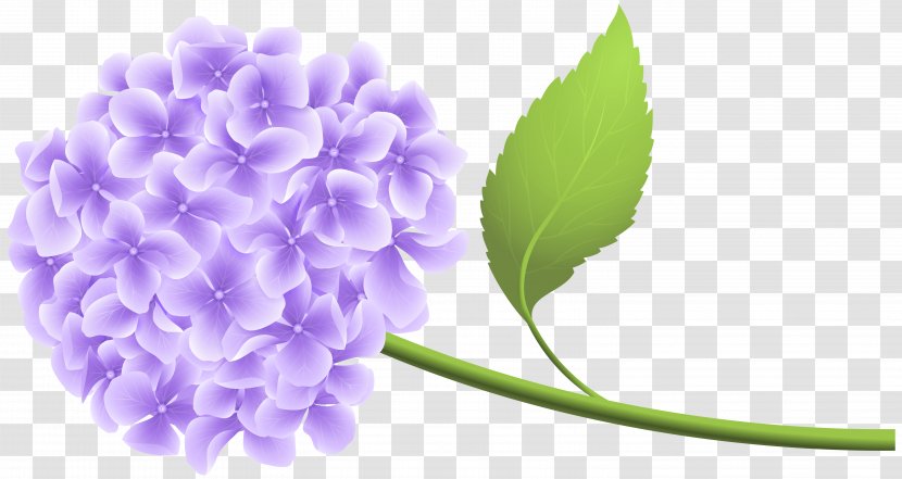 Hydrangea Clip Art - Violet - Purple Hortensia Transparent PNG