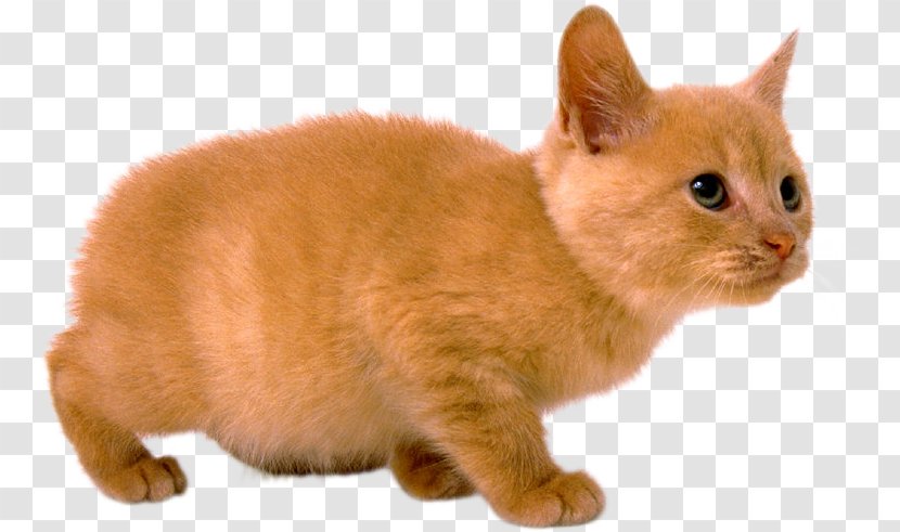 Kitten European Shorthair Manx Cat American Wirehair Burmese Transparent PNG