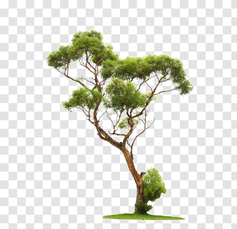 Tree Architectural Rendering Stone Pine Transparent PNG