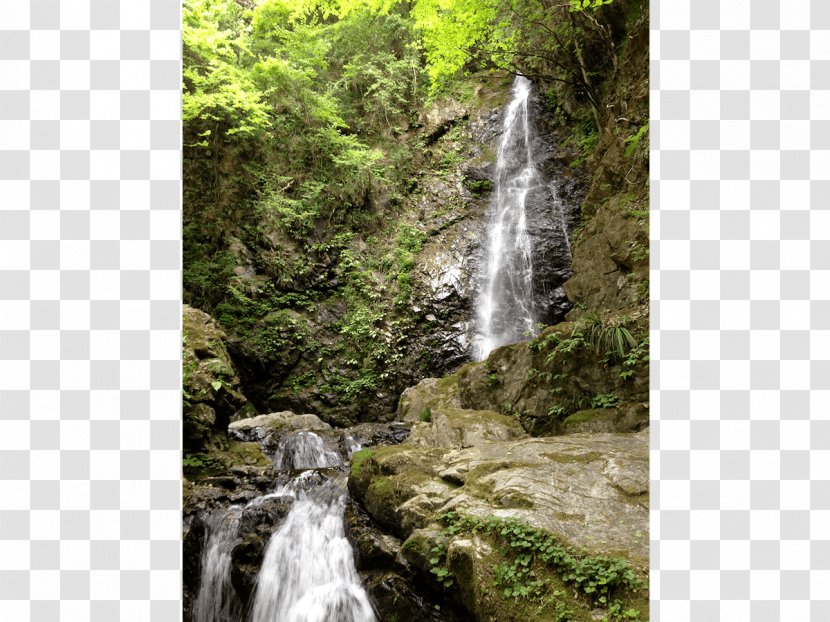Stream Waterfall Forest Body Of Water Vegetation - Rainforest - Video Transparent PNG