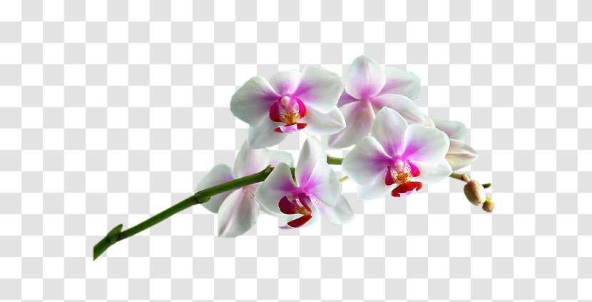 Moth Orchids Cut Flowers Plant - Orchidea Transparent PNG