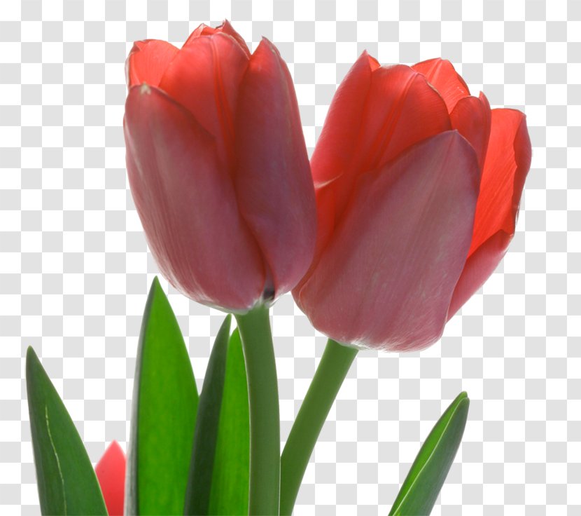 Tulip Red Flower - Tulips Transparent PNG