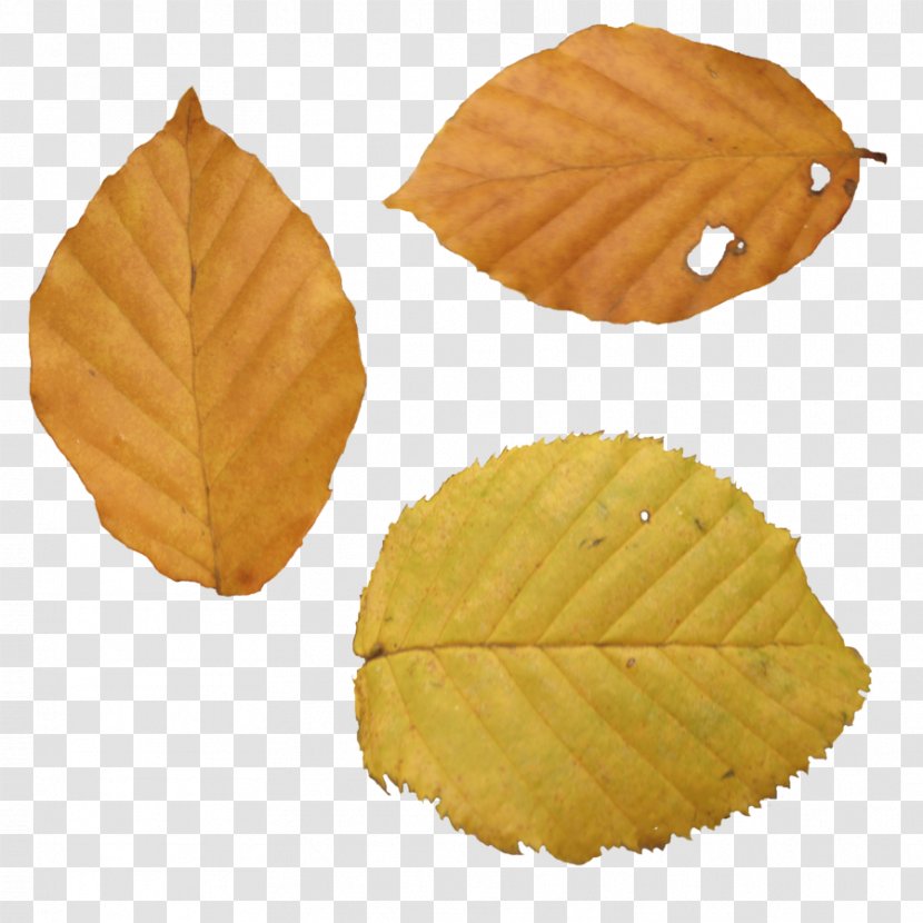 Leaf Website - Japanese Maple - Autumn Transparent PNG