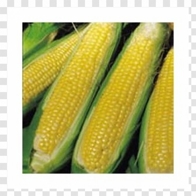 Corn On The Cob Sweet Maize Corncob Vegetable - Ingredient Transparent PNG