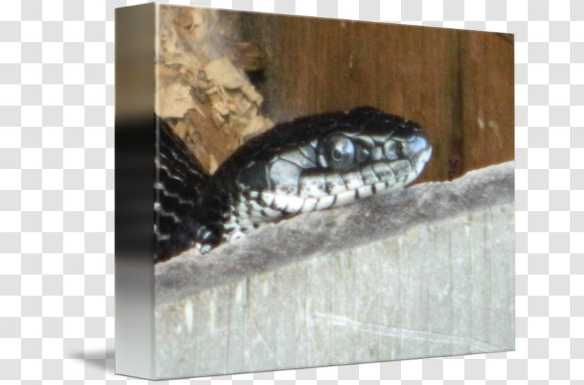 SNAKE'M - Snake - Scaled Reptile Transparent PNG