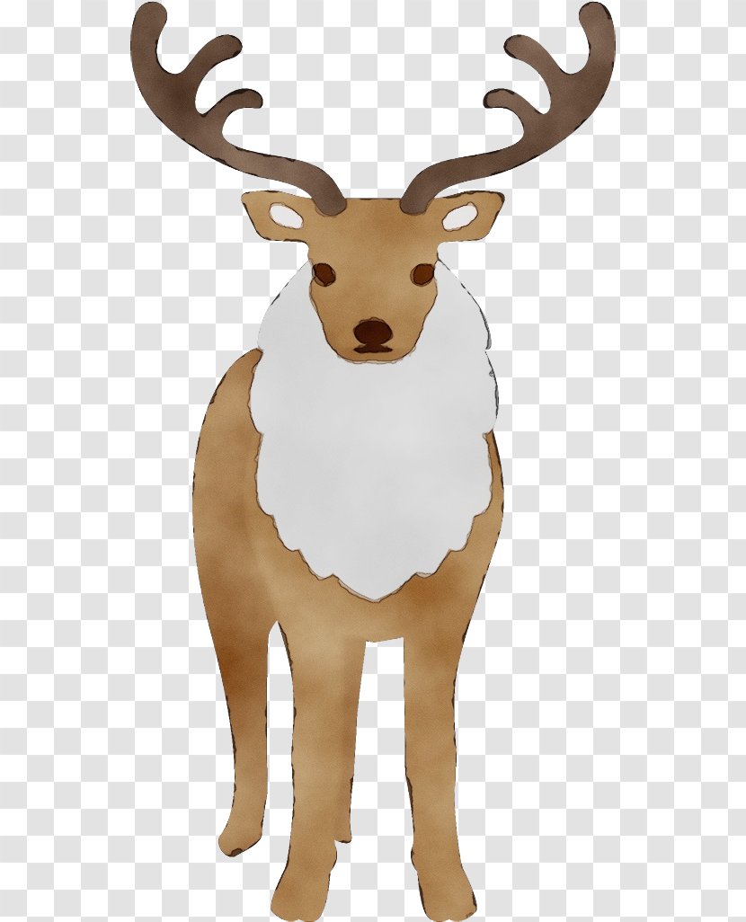 Reindeer - Fawn - Moose Transparent PNG