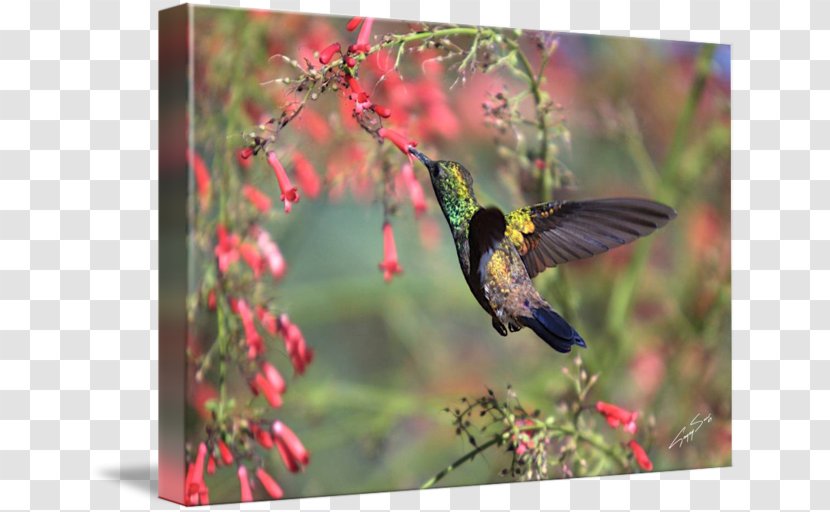 Hummingbird Gallery Wrap Fauna Ecosystem Canvas - M - Humming Birds Transparent PNG