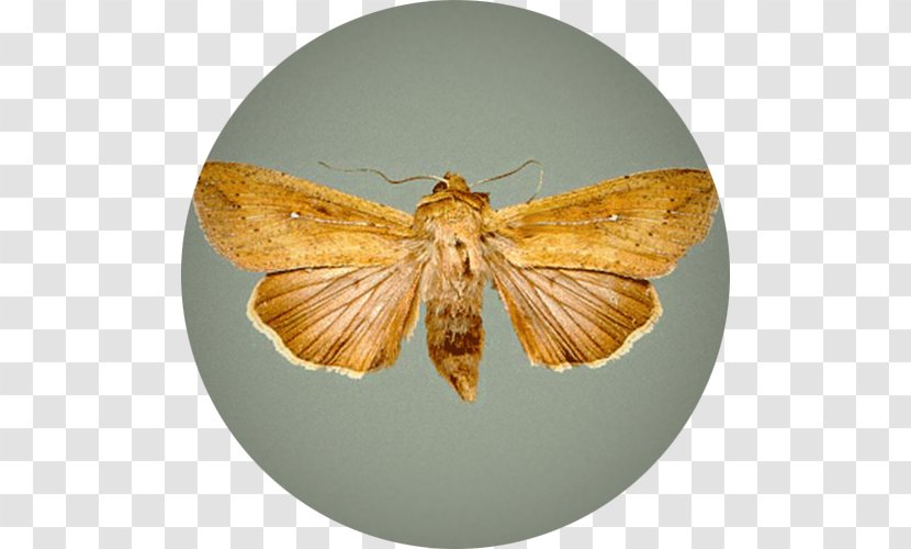 Butterfly Moth African Armyworm Mythimna Unipuncta Insect - Pollinator - Wheat Fealds Transparent PNG
