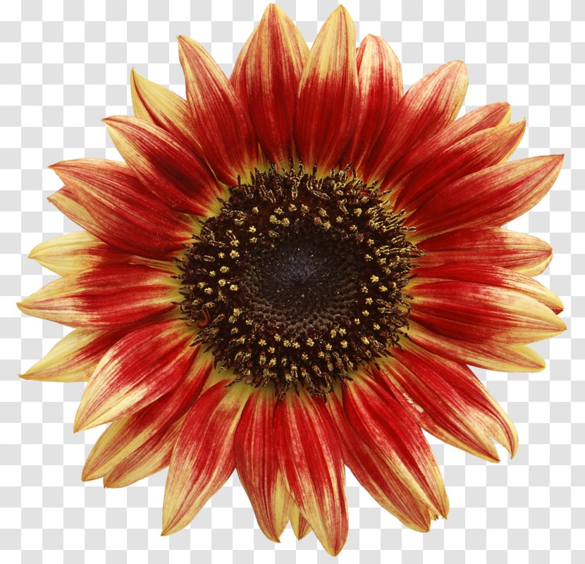 Common Sunflower Stock Photography Transparent PNG