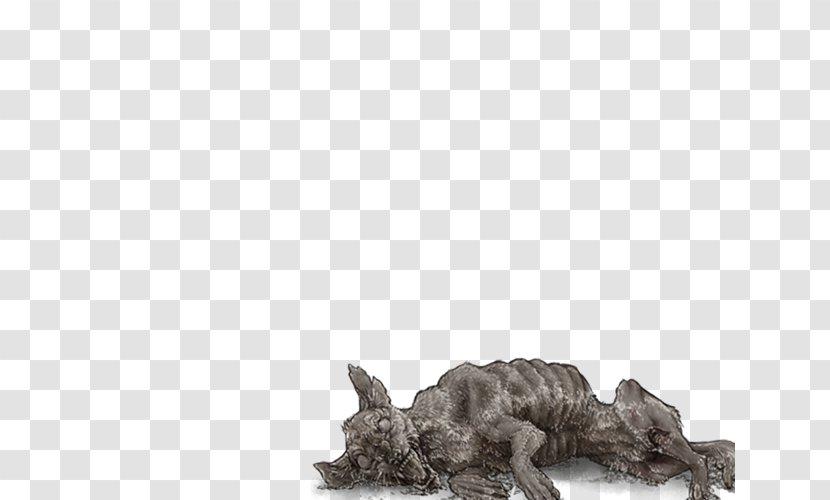 Hyena Felidae Lion Cheetah Mane - Carnivoran Transparent PNG