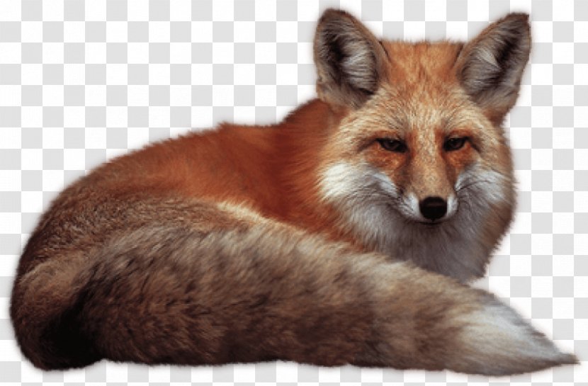 Image Clip Art Photography Desktop Wallpaper - Mammal - Fox Cross Stitch Transparent PNG