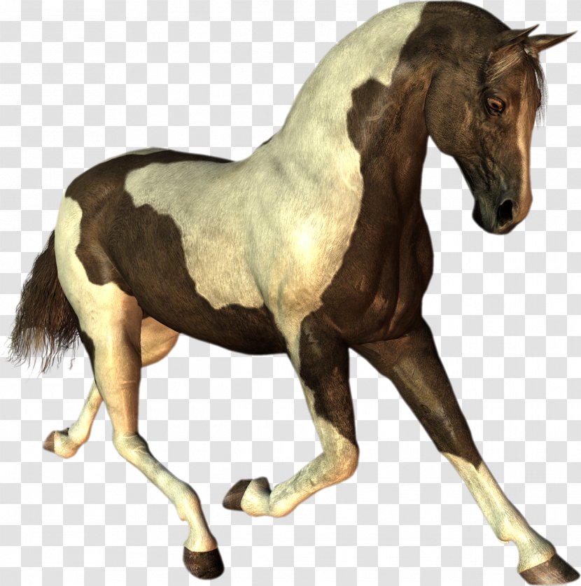 Mustang Stallion Dog Cat - Horse Like Mammal Transparent PNG