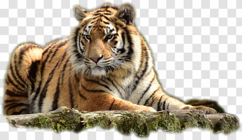 Felidae Bengal Tiger Jim Corbett National Park - Big Cat - Art Transparent PNG