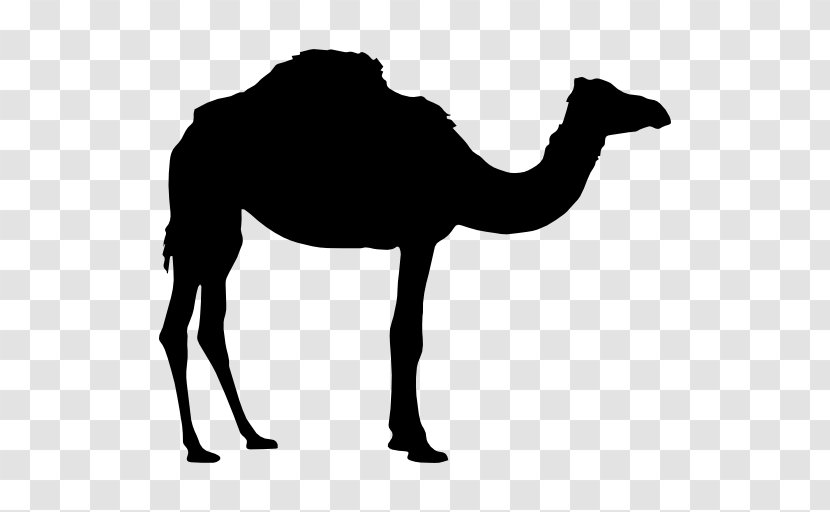 Dromedary Bactrian Camel - Animal Silhouettes Transparent PNG