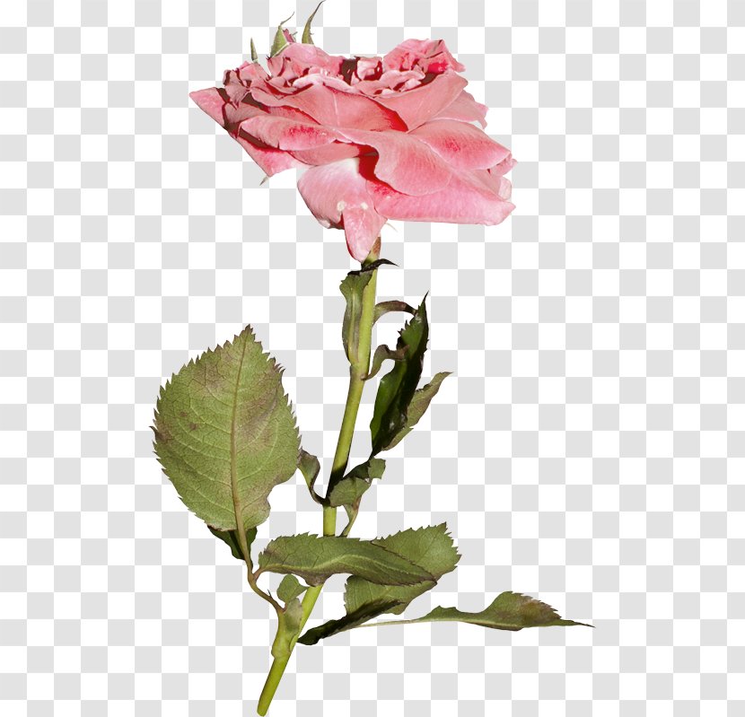 Garden Roses Cabbage Rose Floribunda Pink Flower Transparent PNG